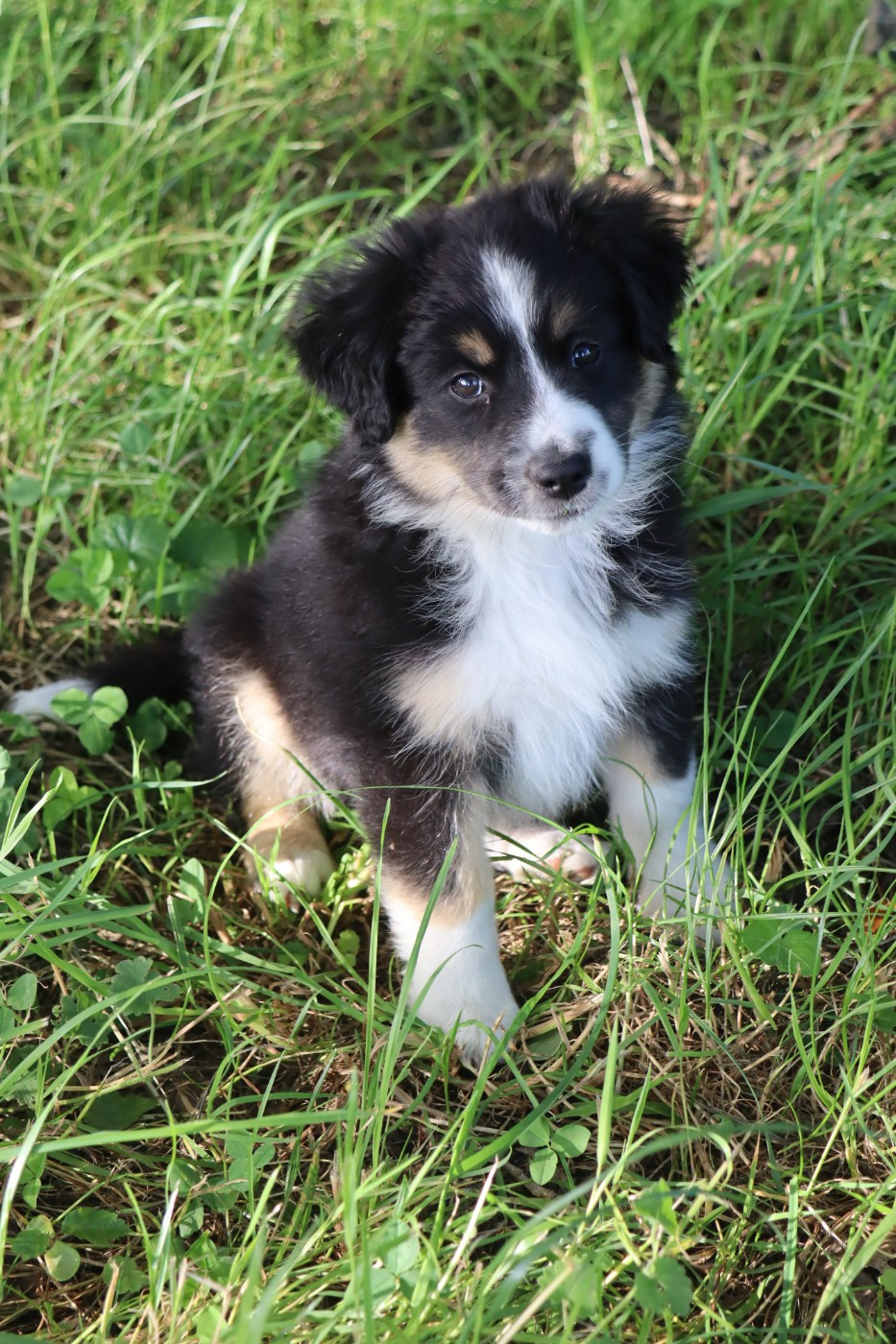 Des bonnes bouilles - Chiots disponibles - Berger Américain Miniature 