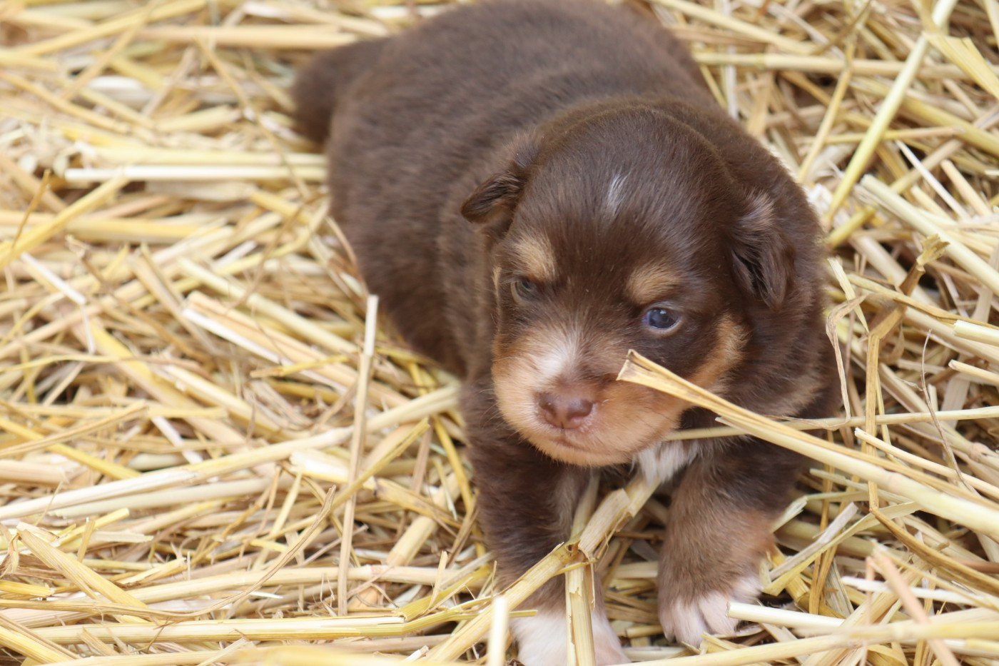 Des bonnes bouilles - Chiots disponibles - Berger Américain Miniature 