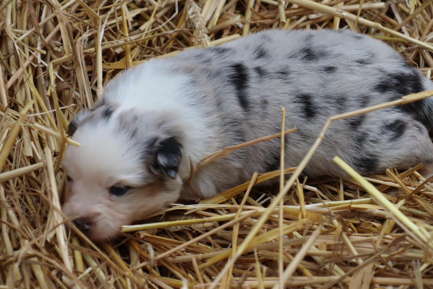 Des bonnes bouilles - Chiots disponibles - Berger Américain Miniature 