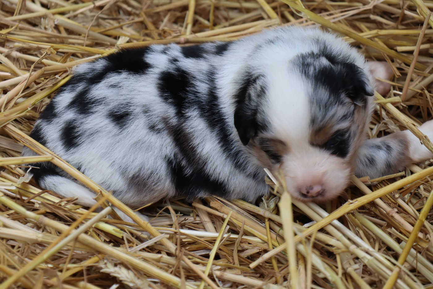 Des bonnes bouilles - Chiots disponibles - Berger Américain Miniature 