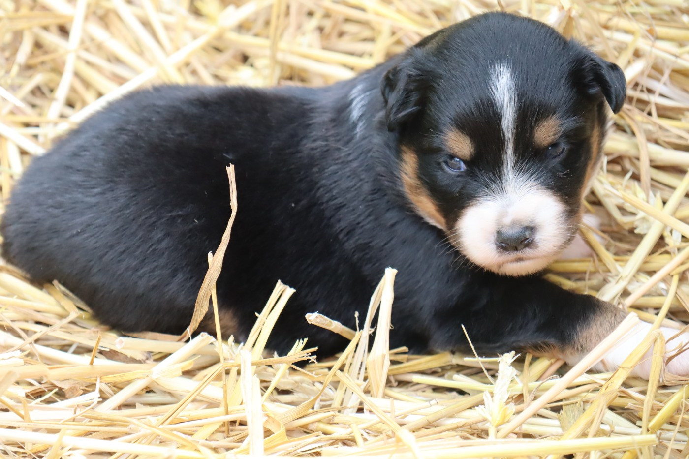 Des bonnes bouilles - Chiots disponibles - Berger Américain Miniature 