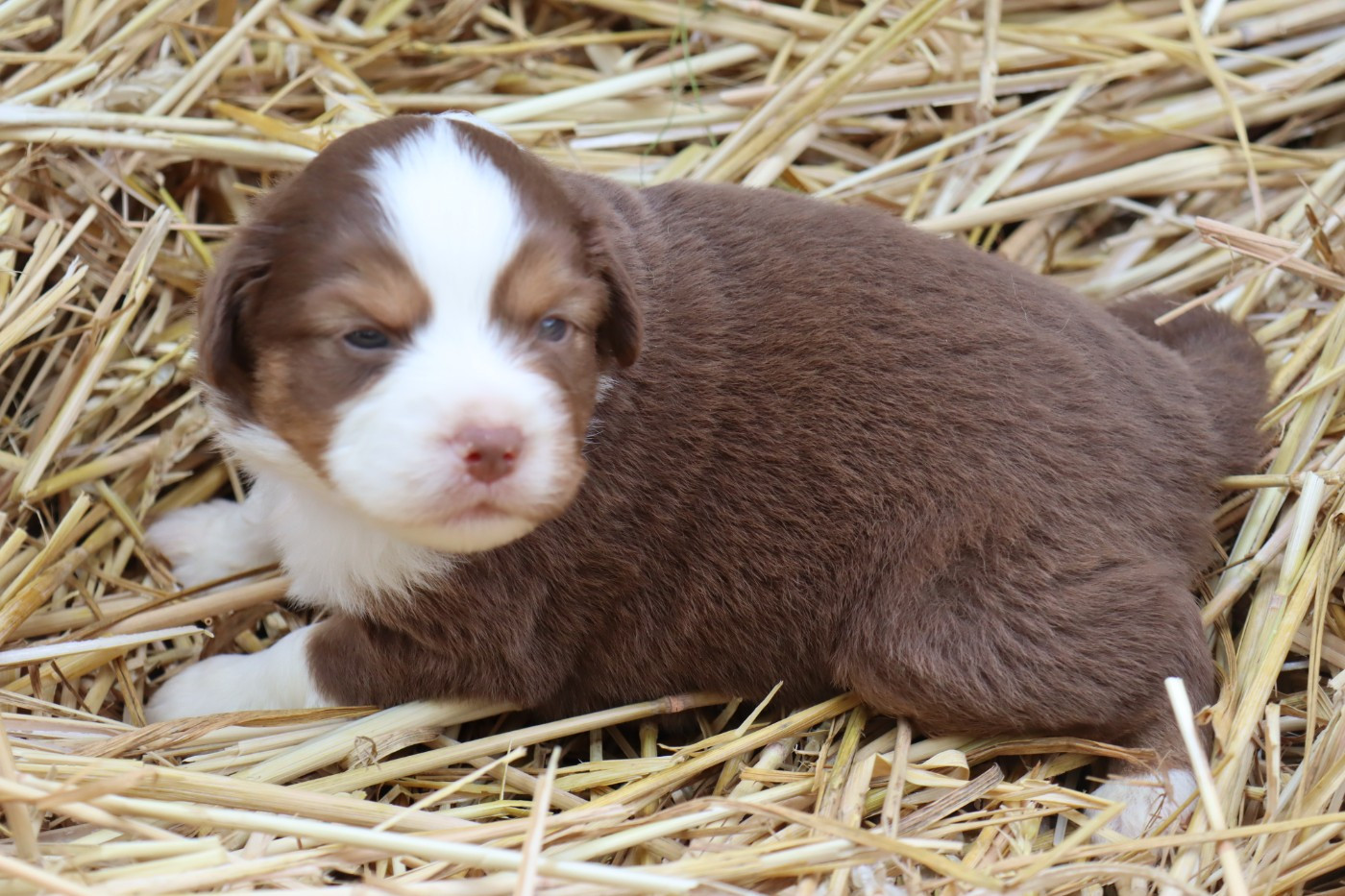 Des bonnes bouilles - Chiots disponibles - Berger Américain Miniature 