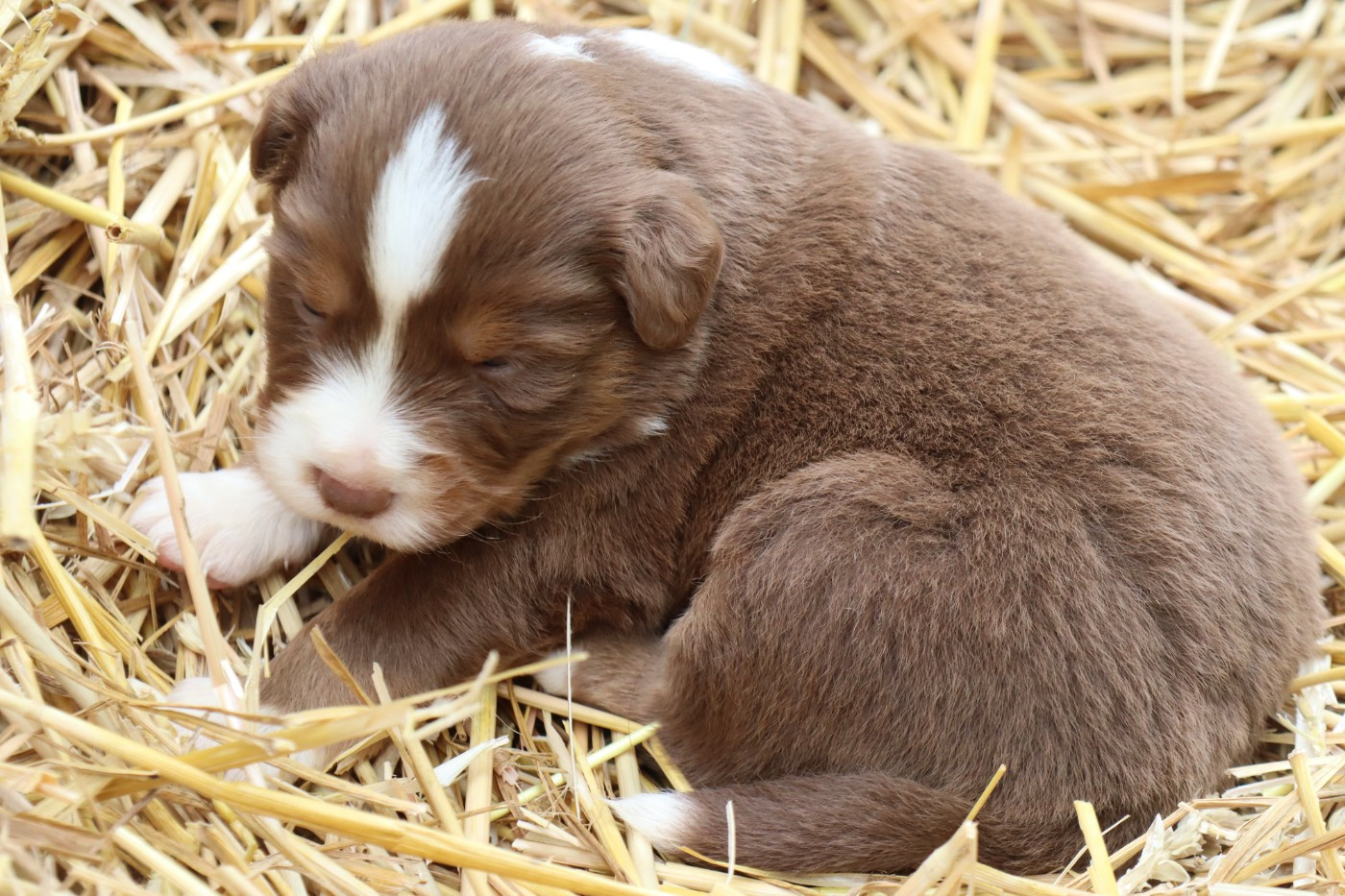 Des bonnes bouilles - Chiots disponibles - Berger Américain Miniature 