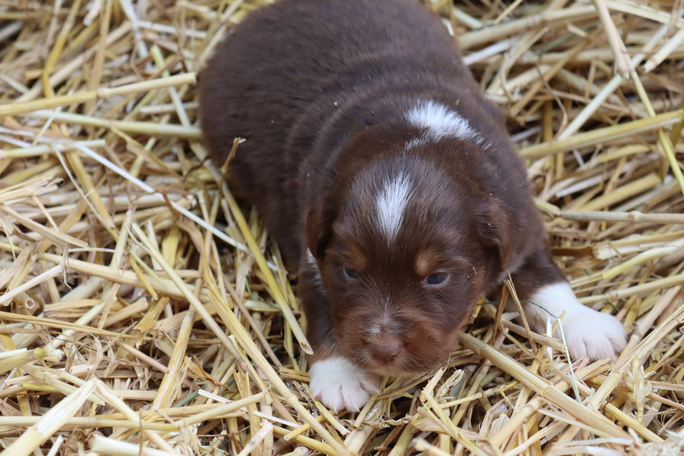 Des bonnes bouilles - Chiots disponibles - Berger Américain Miniature 