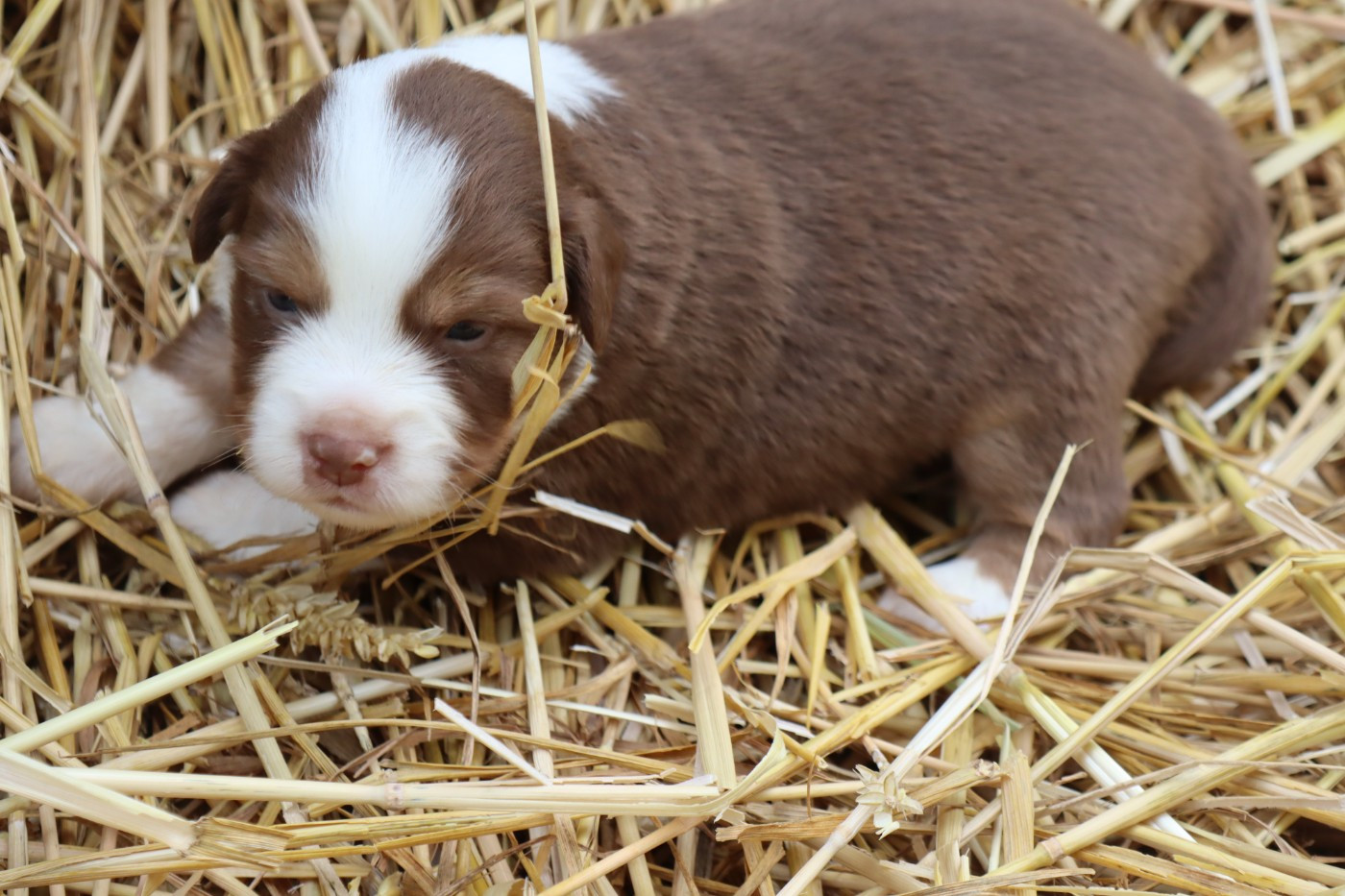 Des bonnes bouilles - Chiots disponibles - Berger Américain Miniature 