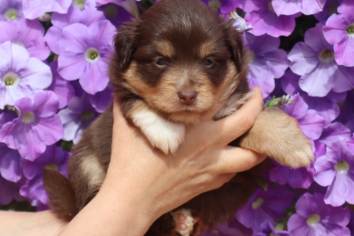 Des bonnes bouilles - Chiots disponibles - Berger Américain Miniature 