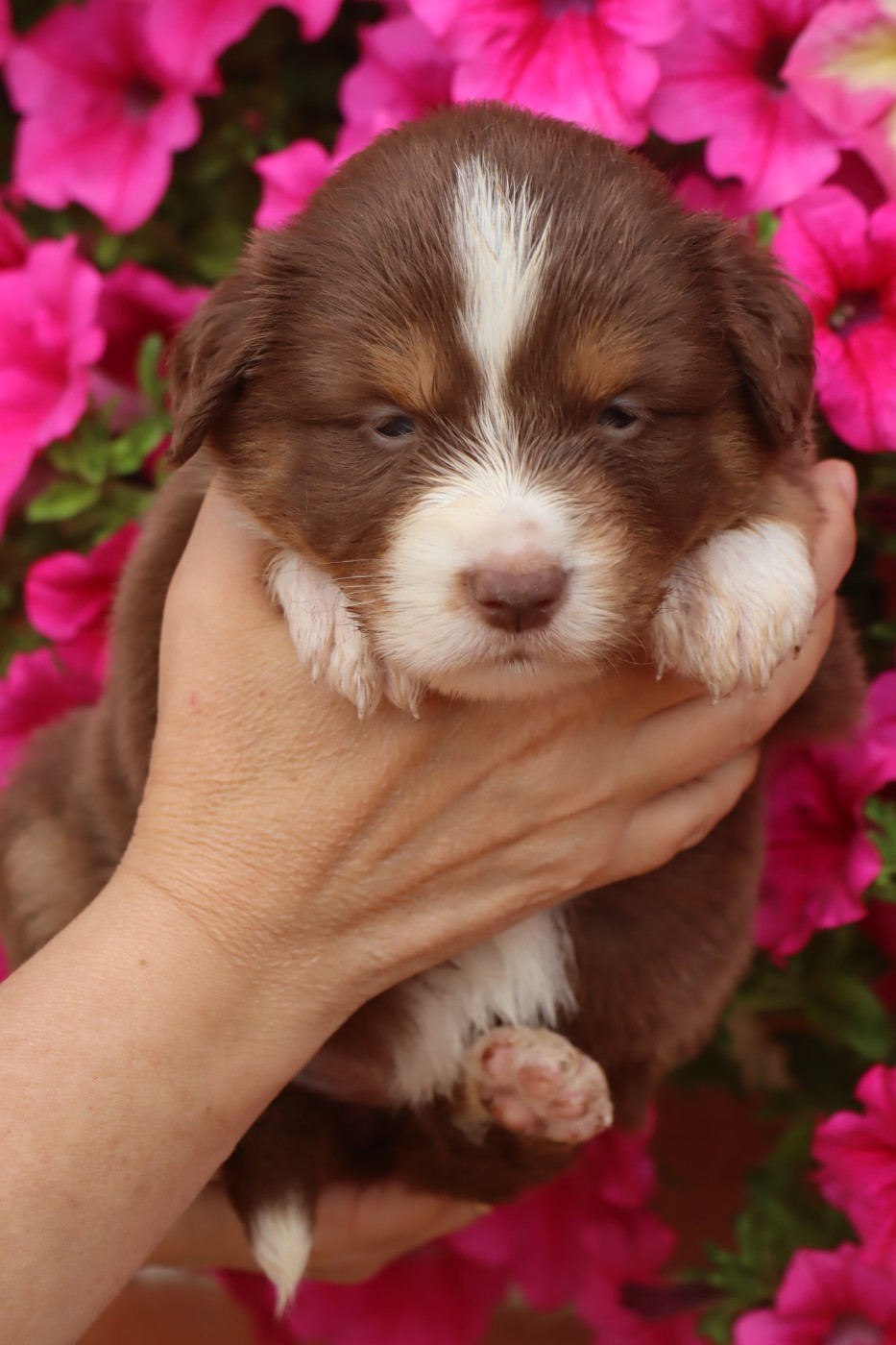 Des bonnes bouilles - Chiots disponibles - Berger Américain Miniature 