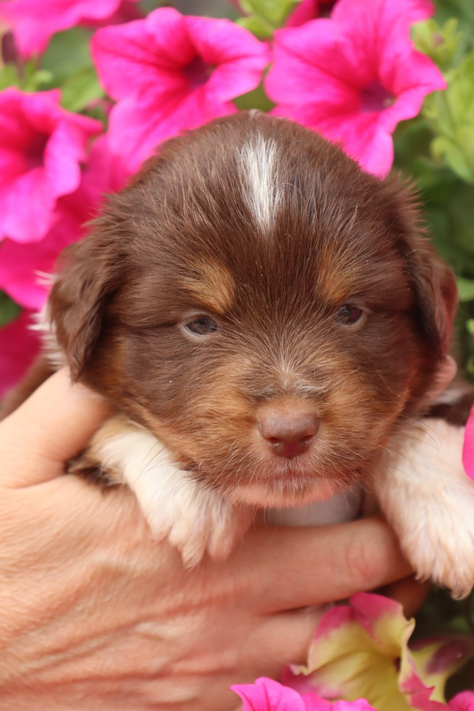 Des bonnes bouilles - Chiots disponibles - Berger Américain Miniature 