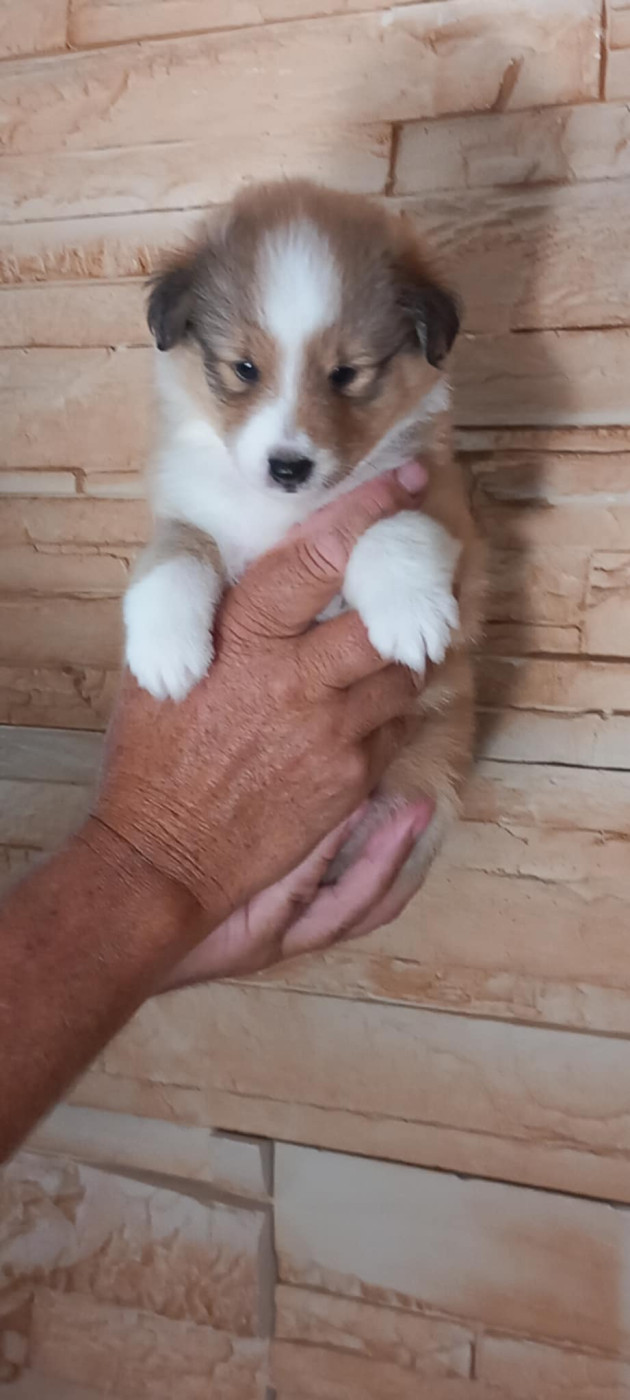 Des bonnes bouilles - Chiots disponibles - Shetland Sheepdog