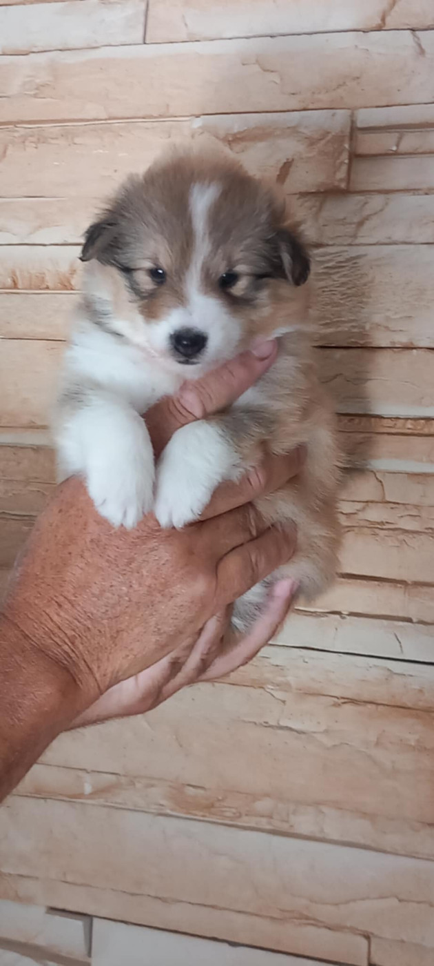 Des bonnes bouilles - Chiots disponibles - Shetland Sheepdog