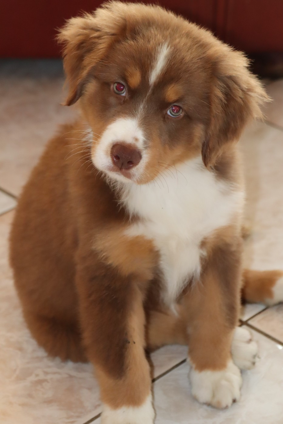 Des bonnes bouilles - Chiots disponibles - Berger Américain Miniature 