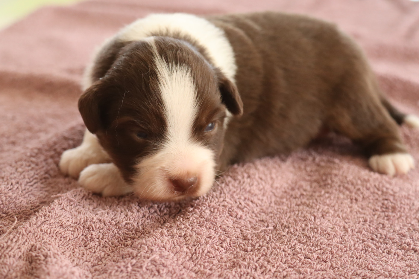 Des bonnes bouilles - Chiots disponibles - Berger Américain Miniature 