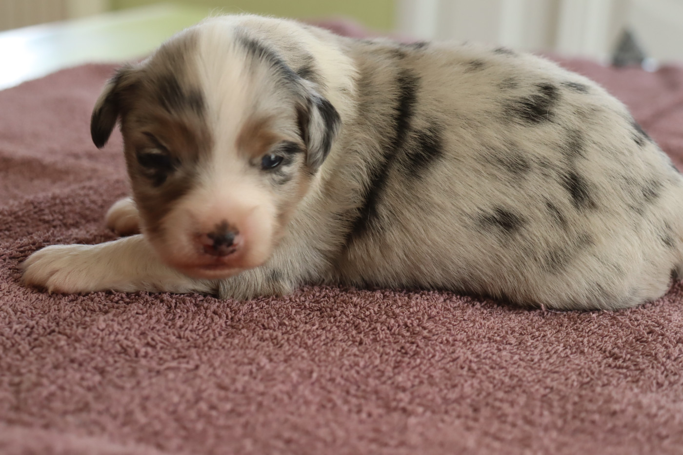 Des bonnes bouilles - Chiots disponibles - Berger Américain Miniature 