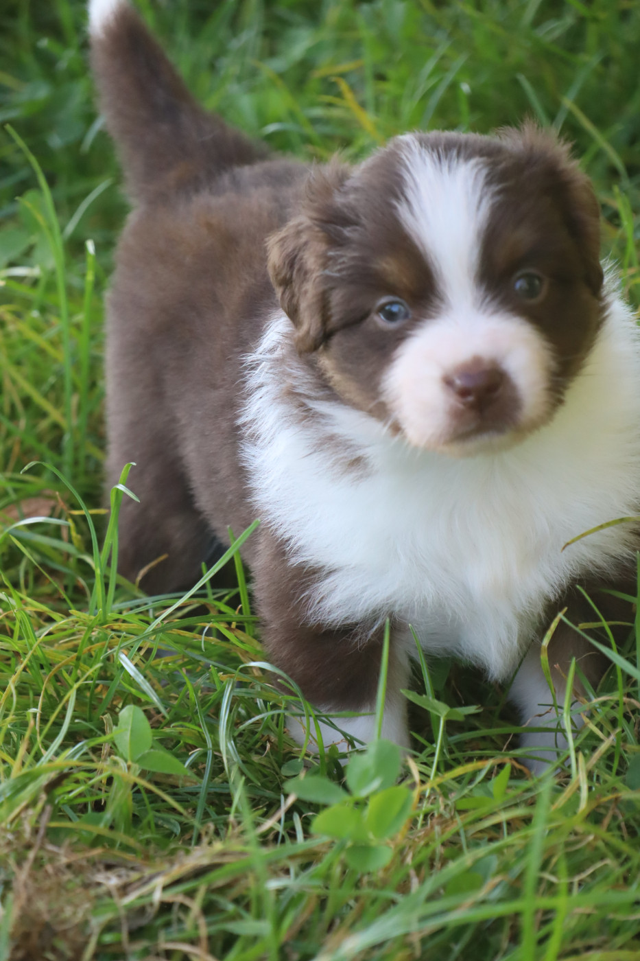 Des bonnes bouilles - Chiots disponibles - Berger Américain Miniature 