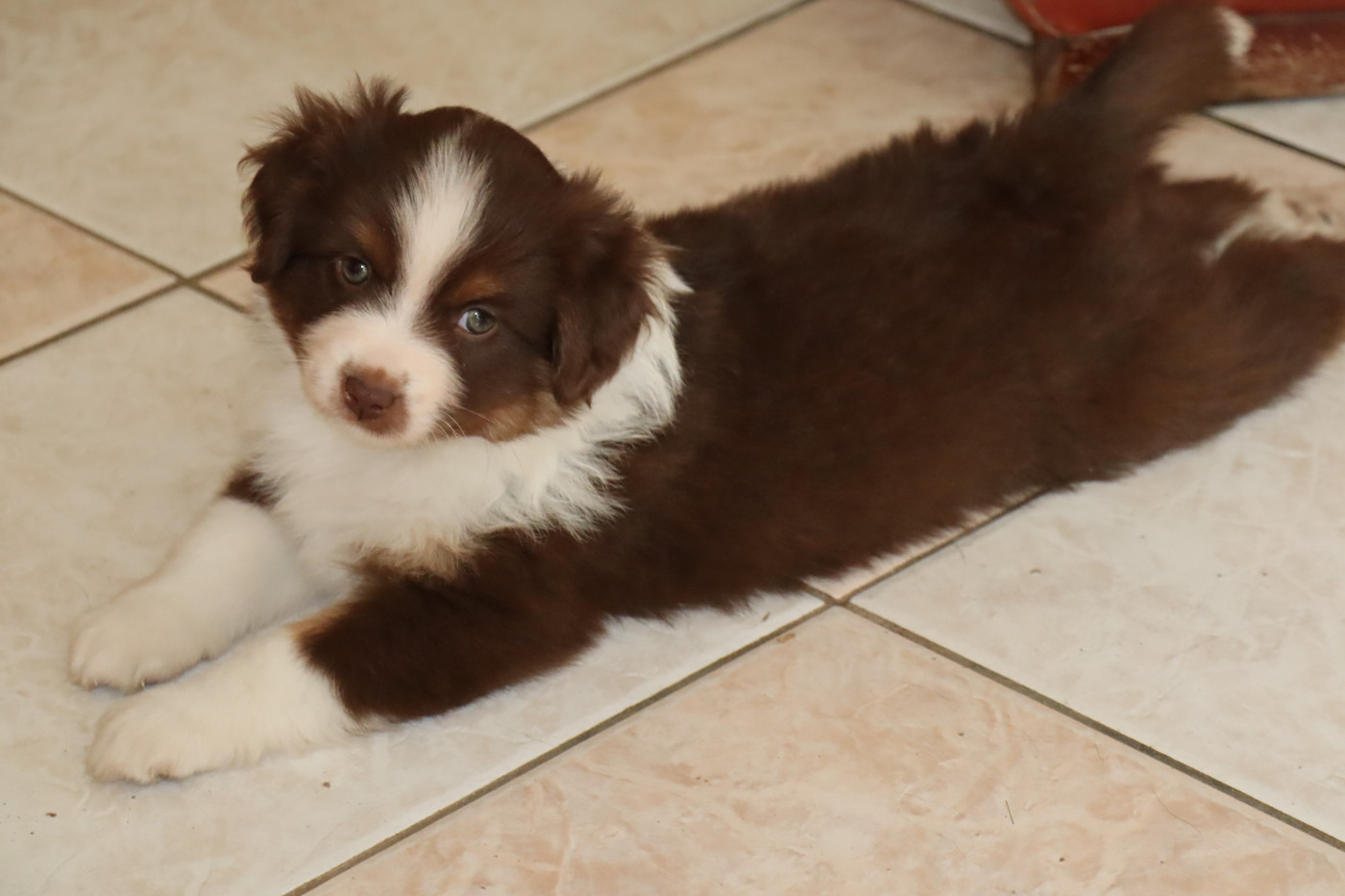 Des bonnes bouilles - Chiots disponibles - Berger Américain Miniature 