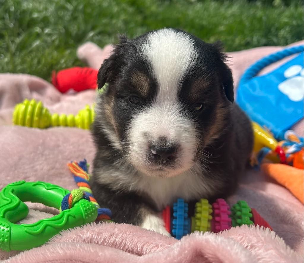 Des bonnes bouilles - Chiots disponibles - Berger Américain Miniature 