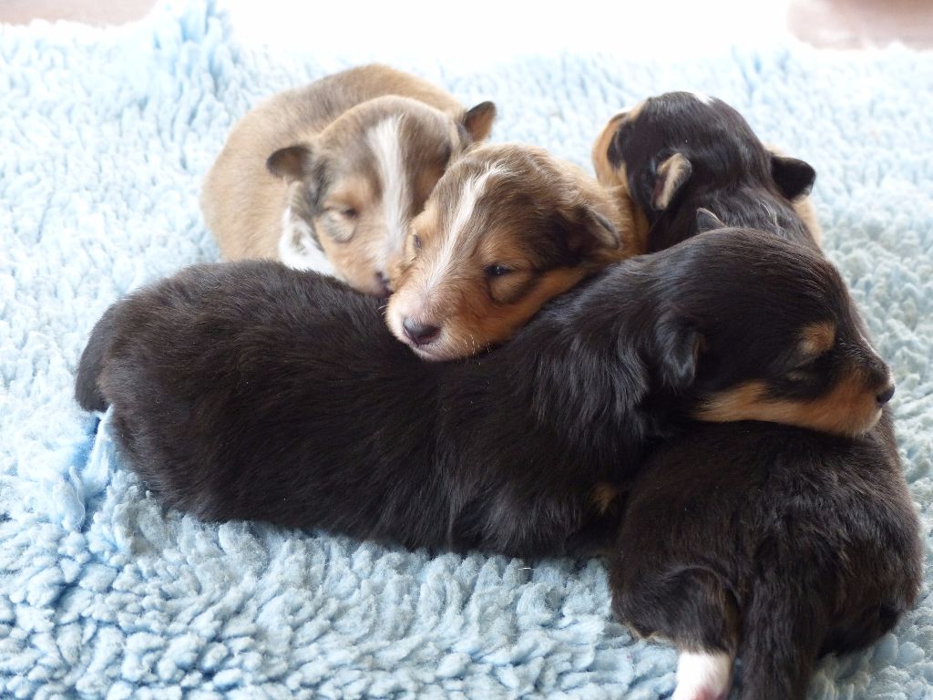 Chiot Shetland Sheepdog Des bonnes bouilles