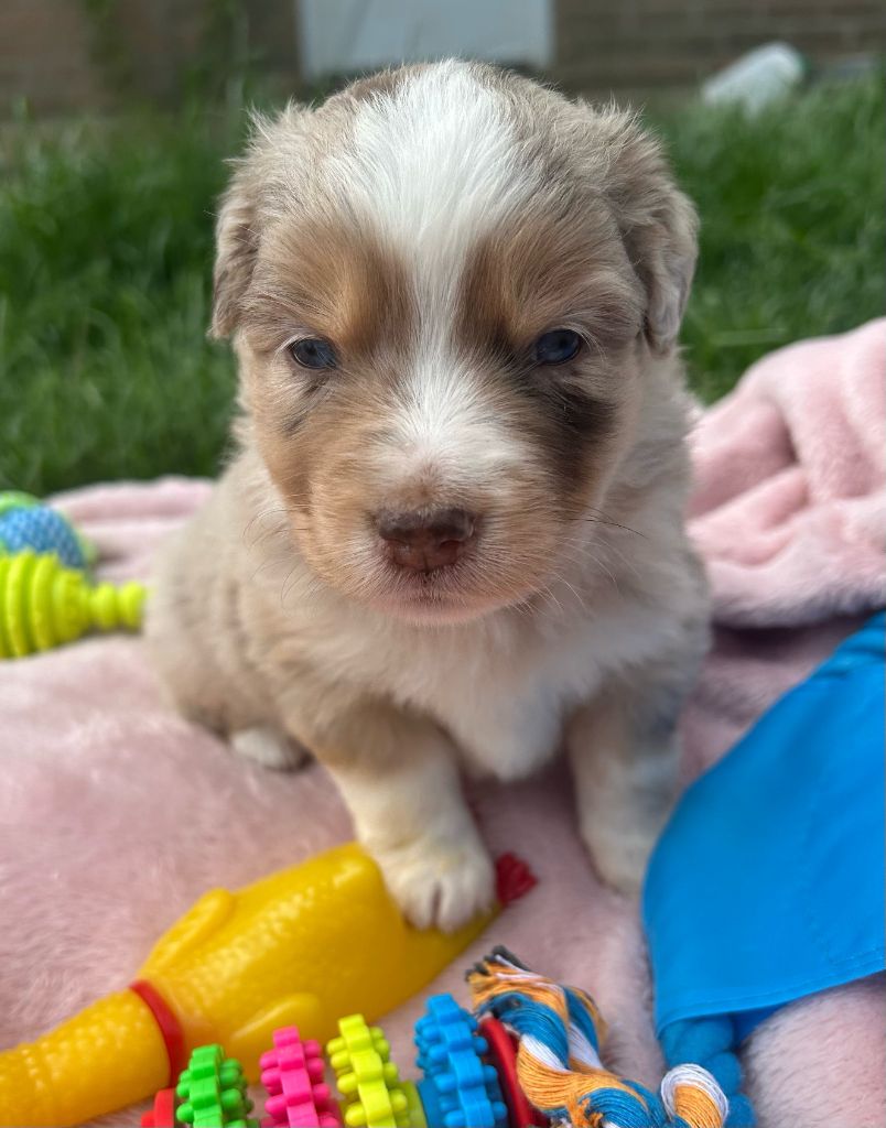 Des bonnes bouilles - Chiots disponibles - Berger Américain Miniature 