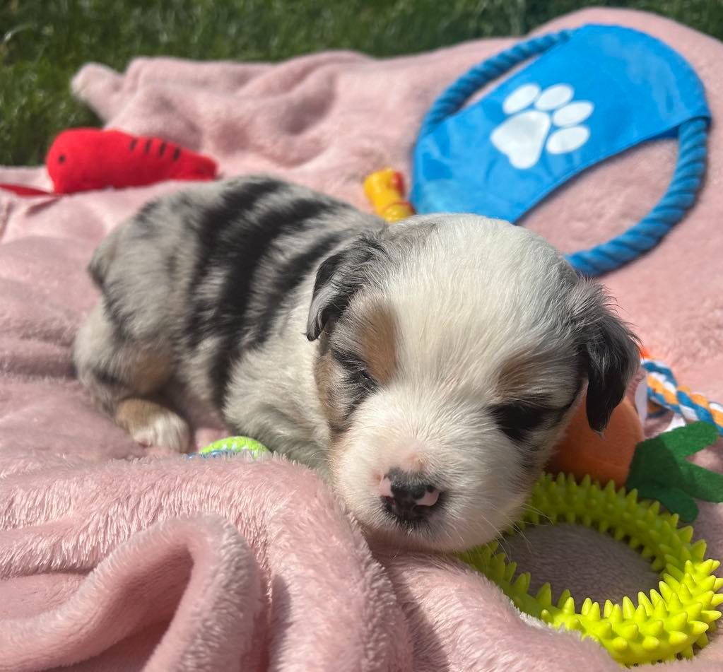 Des bonnes bouilles - Chiots disponibles - Berger Américain Miniature 