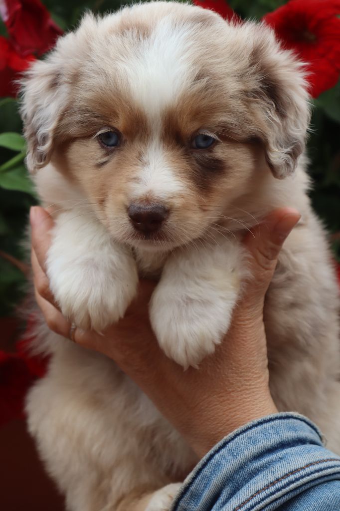 Des bonnes bouilles - Chiots disponibles - Berger Américain Miniature 