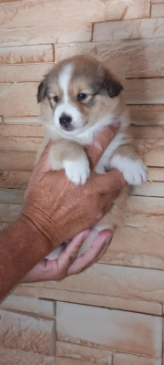 Chiot N°2