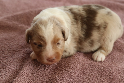 Chiot N°1