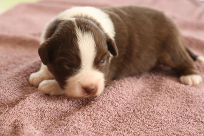 Chiot N°2