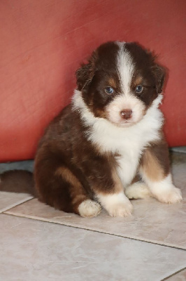 CHIOT 1