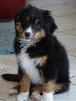 CHIOT