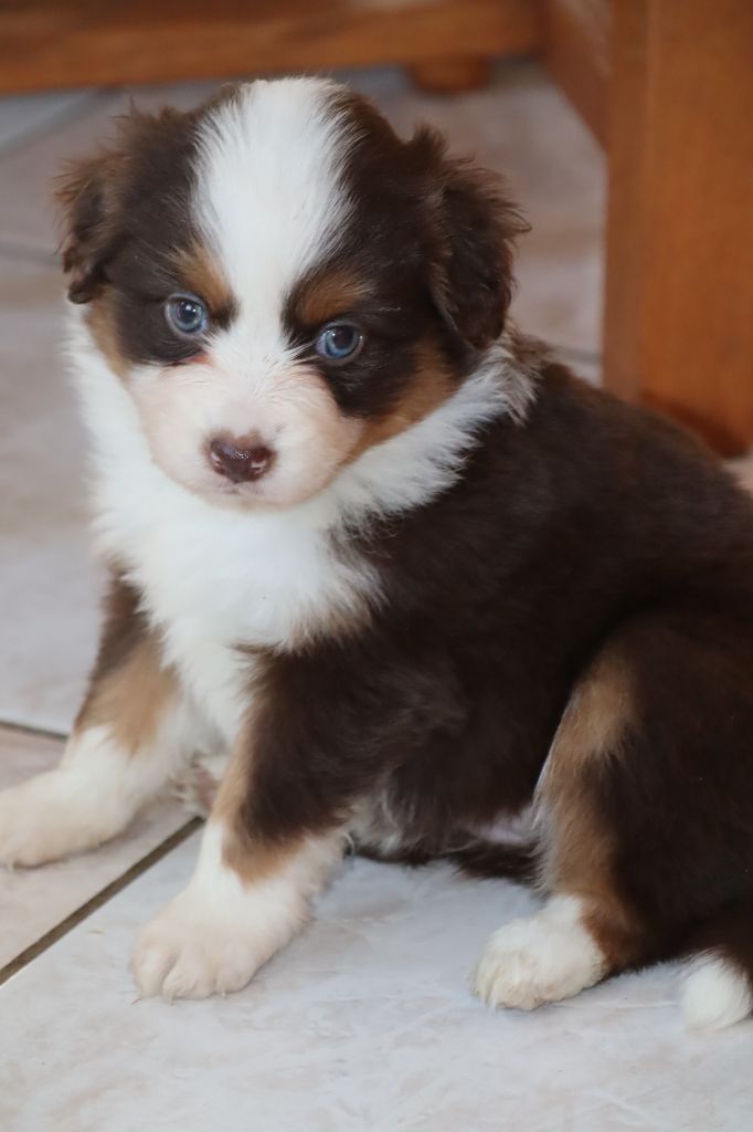 Des bonnes bouilles - Chiots disponibles - Berger Américain Miniature 