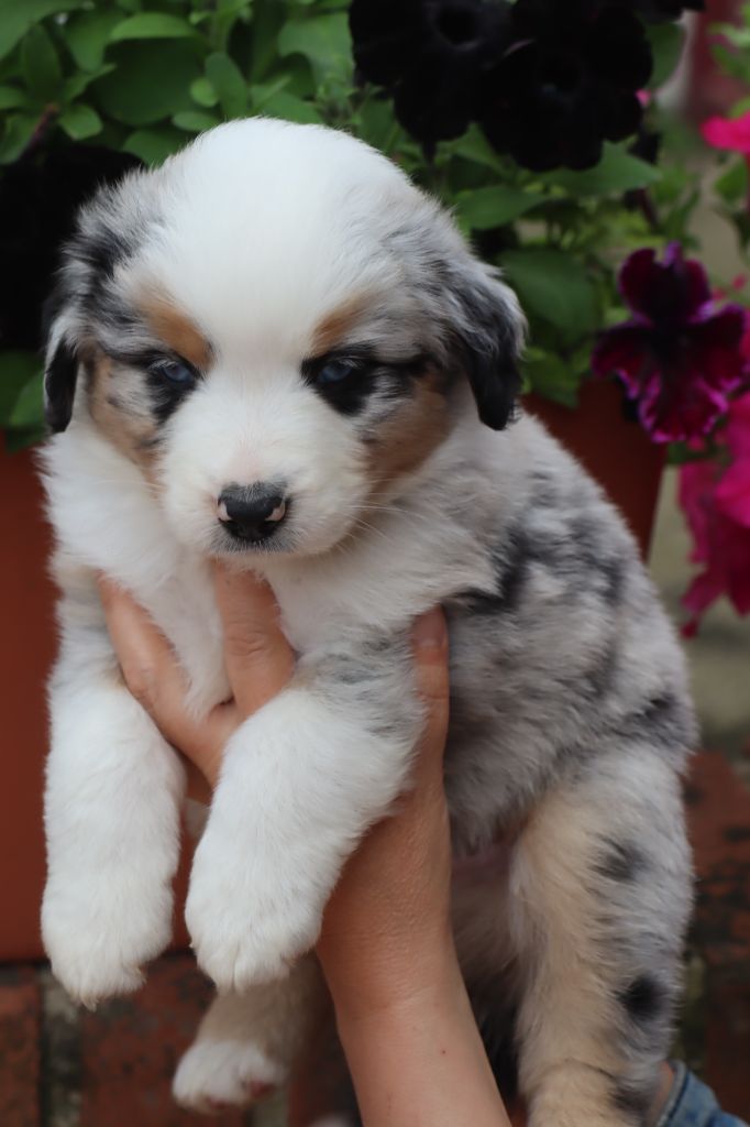 Des bonnes bouilles - Chiots disponibles - Berger Américain Miniature 