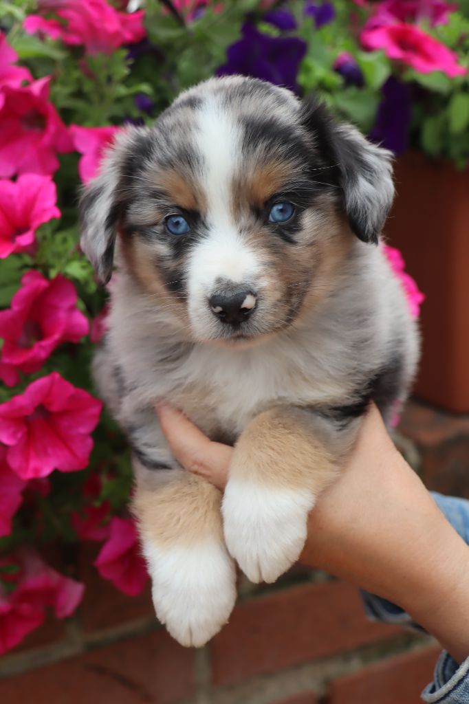 Des bonnes bouilles - Chiots disponibles - Berger Américain Miniature 